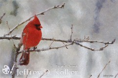 Red Bird of Winter A Red Bird of Winter, its color standing out against the stark white of a snowy background.