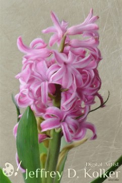 Hyacinth Pink Pink Hyacinth flowers