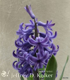 Hyacinth Purple Purple Hyacinth
