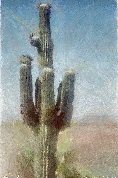Cactus A cactus near Phoenix Arizona